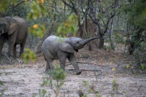 baby elephant raising trunk