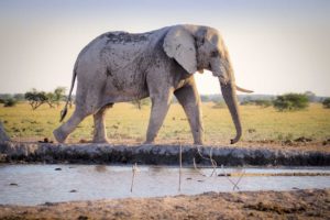 elder elephant walking