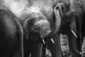 close up of elephant trunks