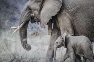 mom and baby elephant