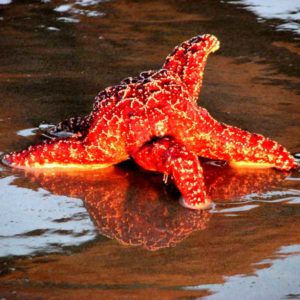 red starfish in tide pool