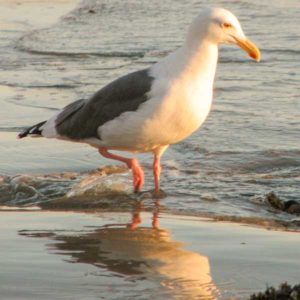 seagull wading in shoreline