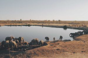 elephant herd around a watering hole
