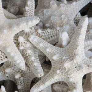 pile of white star fish